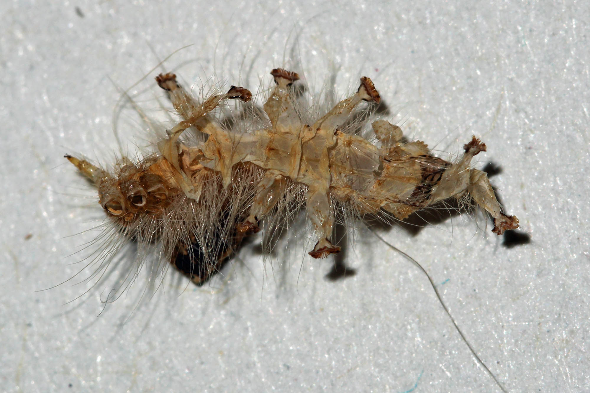 bruchi in nidi di uccello